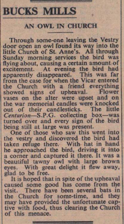 2.5.1952 Bucks Mills owl Anne