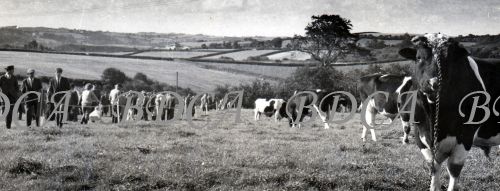 54  