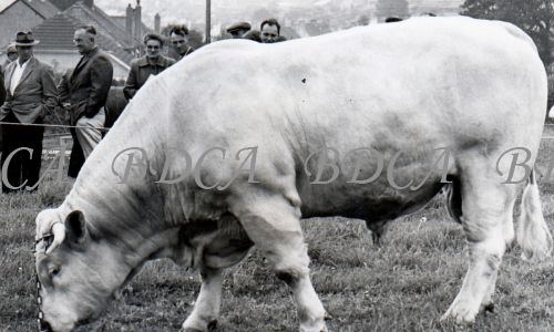 54  