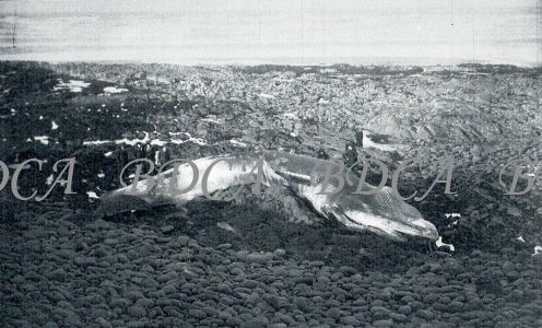 58   dead whale on beach