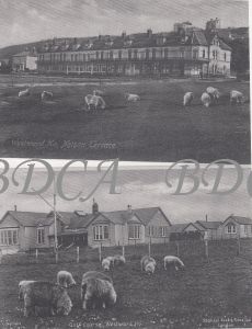 58   nelson terrace golf course sheep